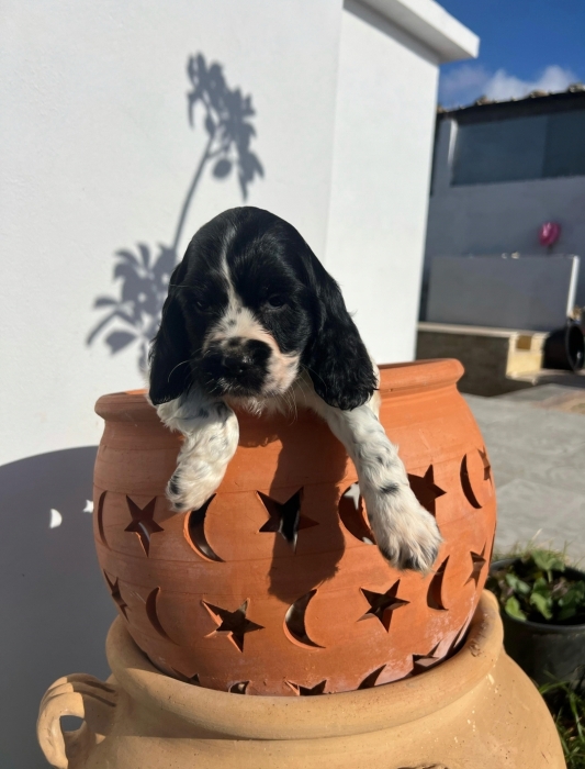 Cocker Anglais ✨ Photos réelles 📸