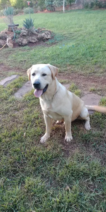 Labrador a adopter