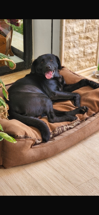 Couple labradors pour adoption