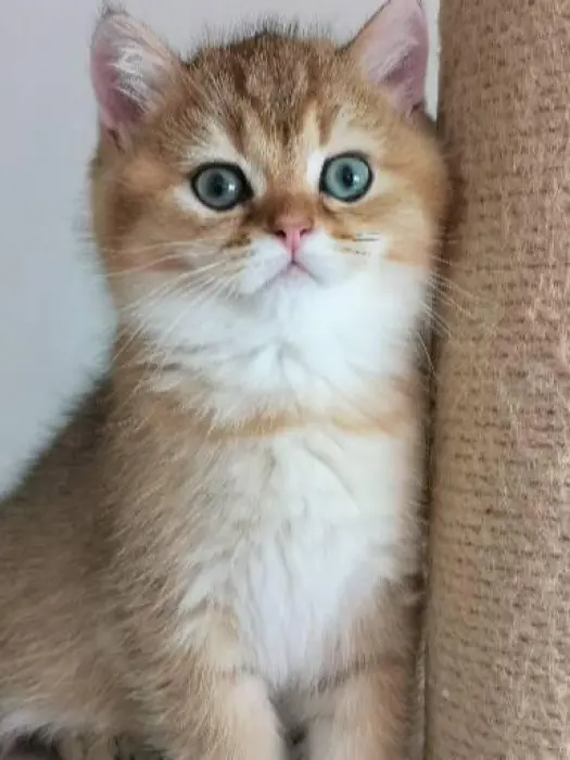 Chaton à prix très intéressant