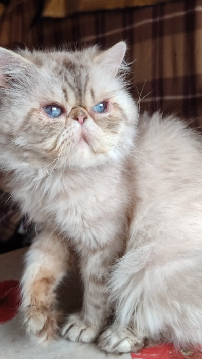 Chat persan  male adulte