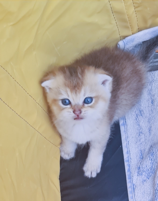 British golden ny12 et Scottish fold ny25