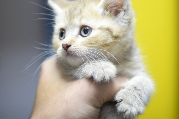 Chatons British & Scottish