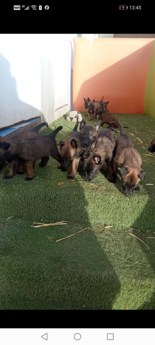 Berger Belge Malinois