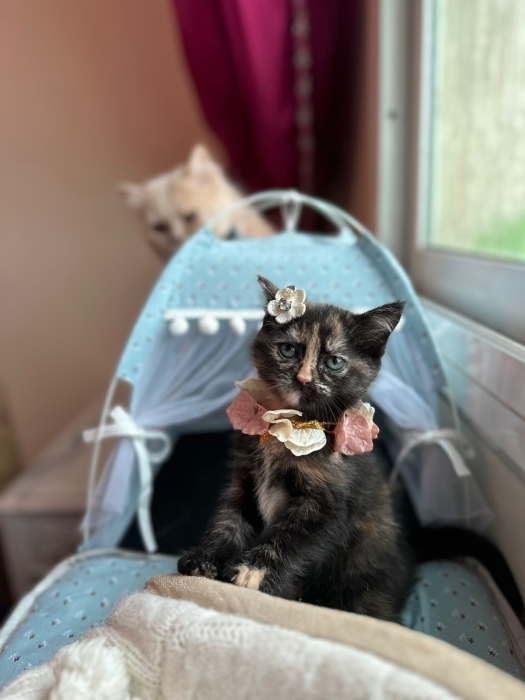 Adoption chat British mixe