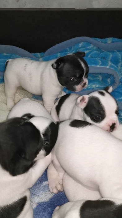 Bulldog français