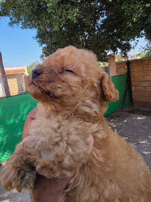 Chiot Caniche Toy femelle pedigree