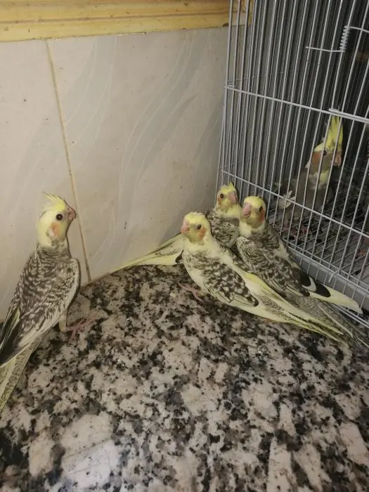 élevage calopsittes