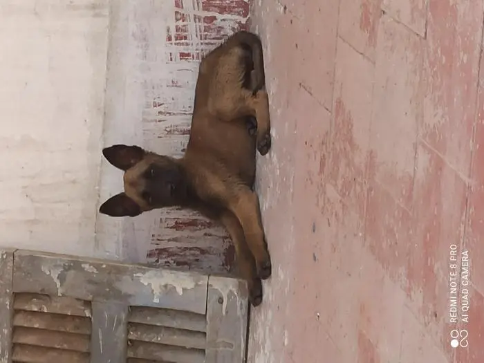 Malinois