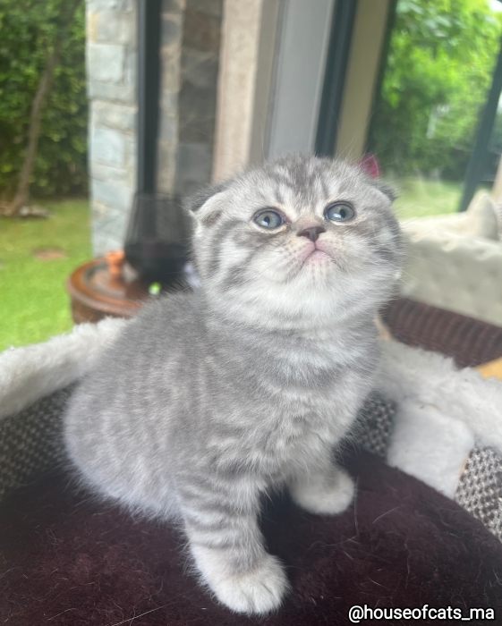 Scottish fold