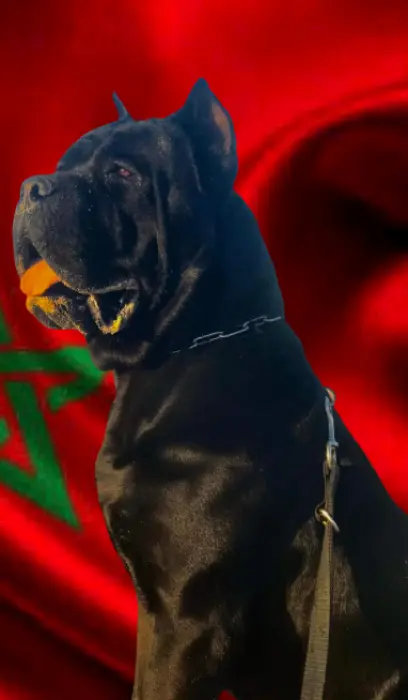 Disp chiot cane corso top d top