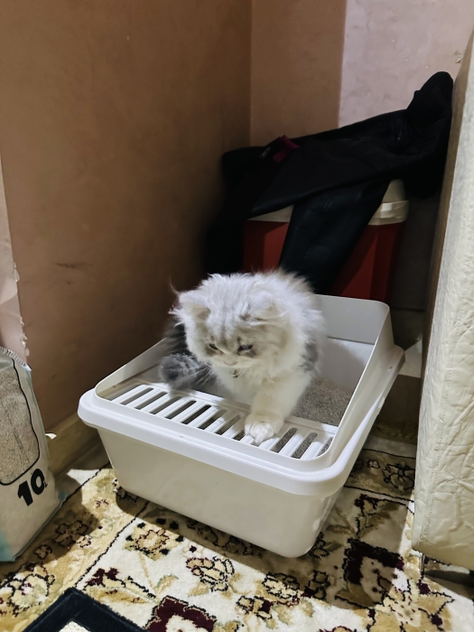 Chaton male persan 3 mois