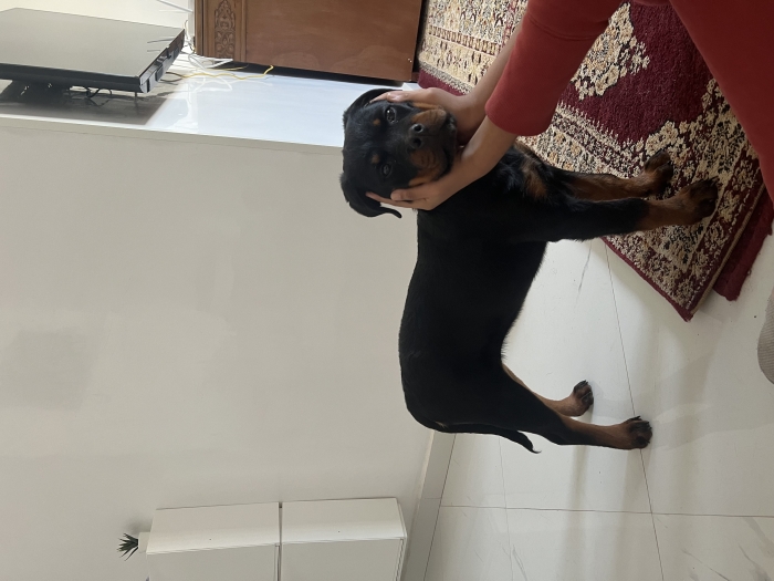 Rottweiler