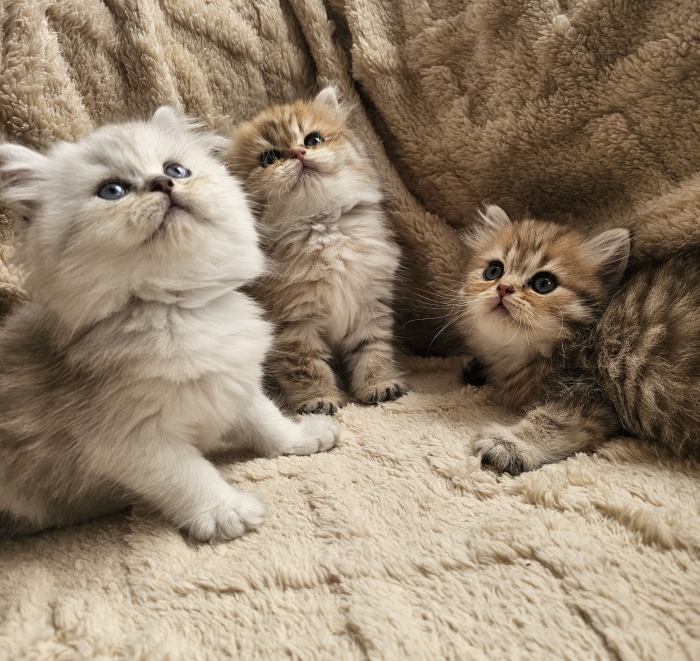 british longhair  femelles et mâles