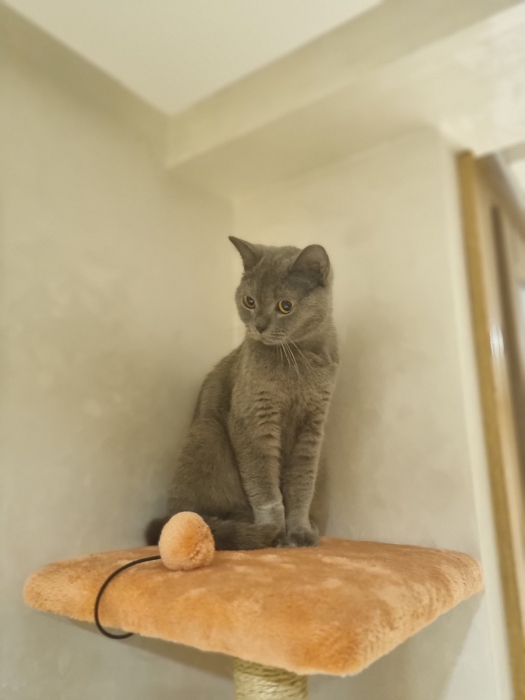 Accouplement british shorthair