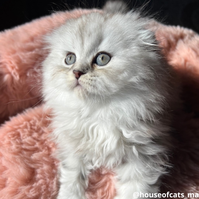 Highland fold et straight