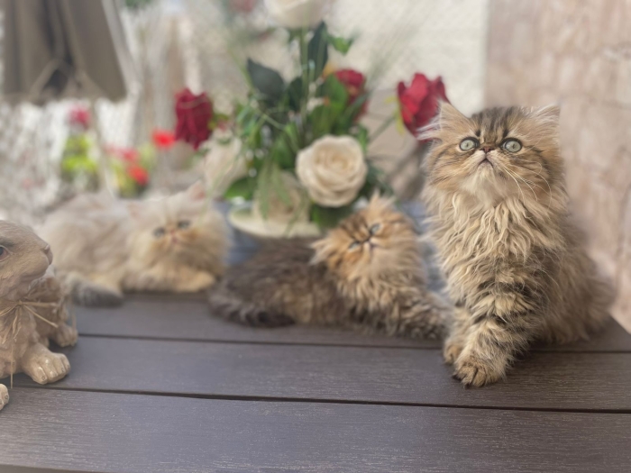 Chat persan chinchilla