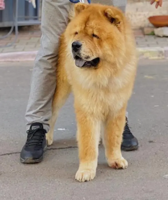 Chow chow