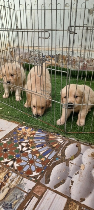 Golden retriever 🔥