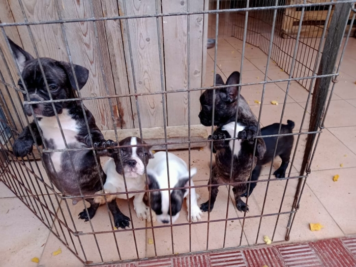 Chiots Bulldog français