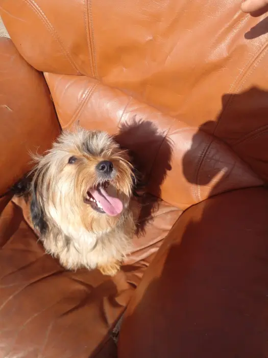 Top Du Top De Chiots Bichon Havanais