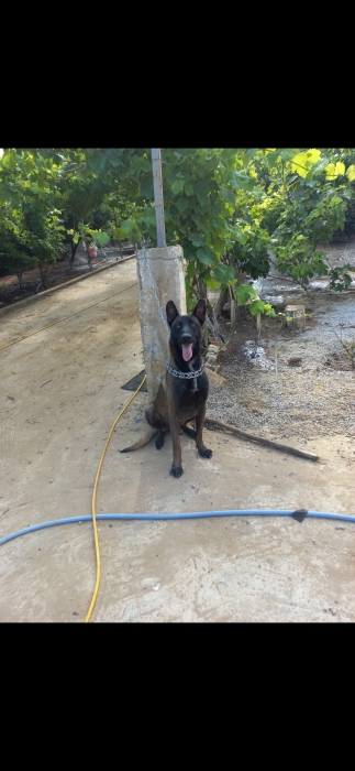Berger Malinois  (chiot)