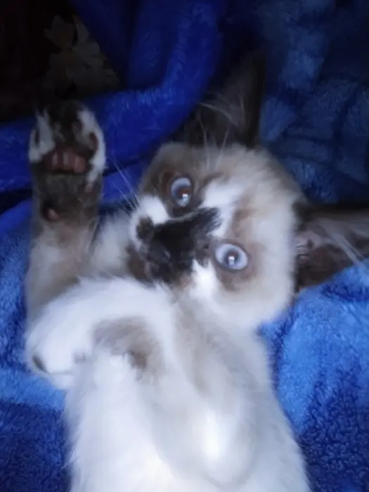 Femelle siamoi de six mois