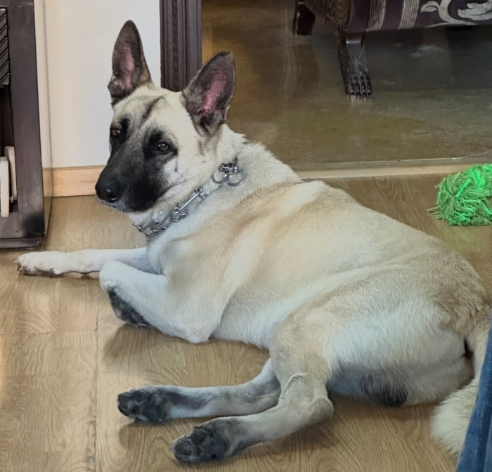 Un beau malinois beige à donner