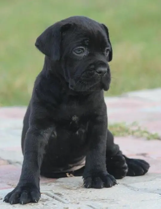 Cane corso
