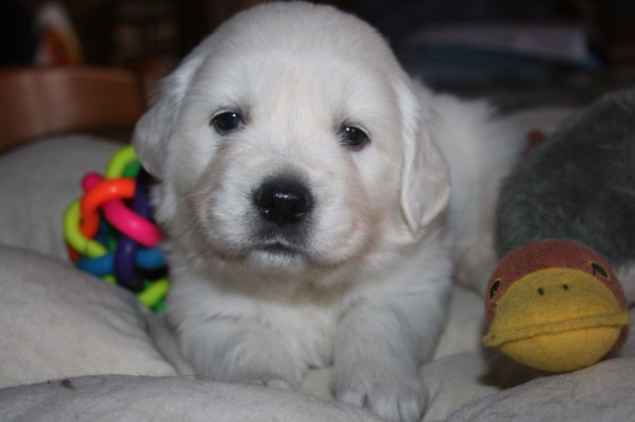 Golden retriever 🔥