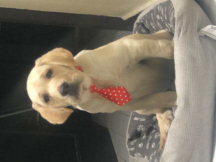 Labrador mâle 4mois