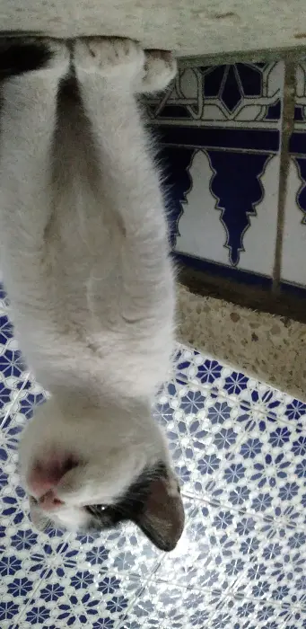 Un chat mélange de blanc et noir a vendre