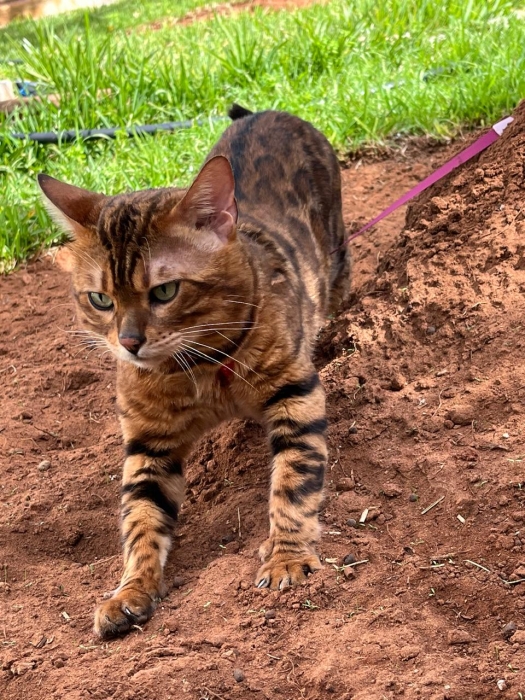 Chaton Bengal mâle disponible