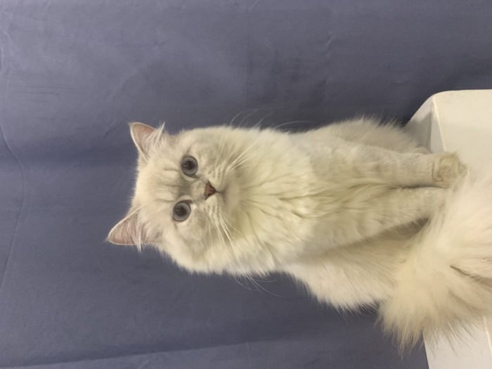 Himalayan persan / siamois sauvage