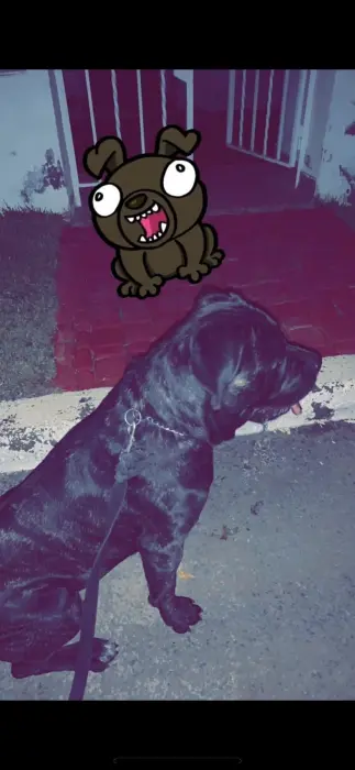 Lignée de champion 6 bébé chiot pédigrée + puce électronique + carnet de vacssin en main