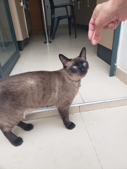 Chat siamois à adopter