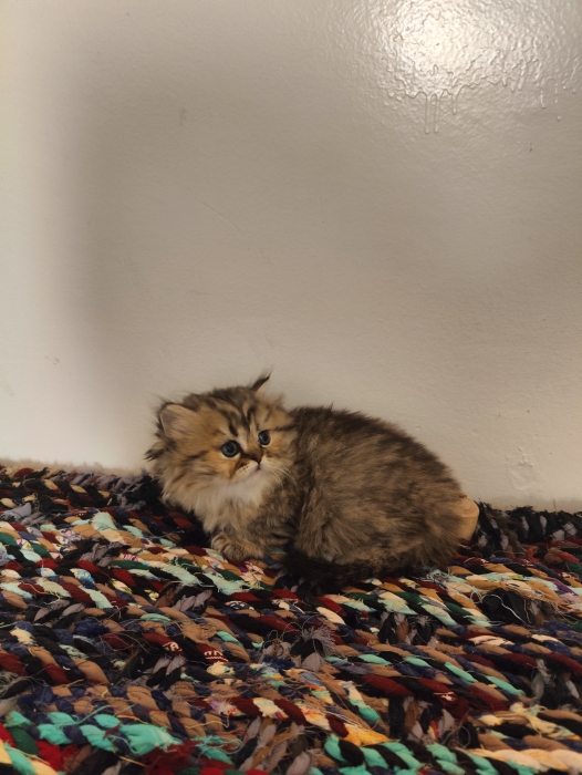 Petites femelles Chinchilla