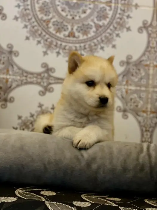 Chiot  akita
