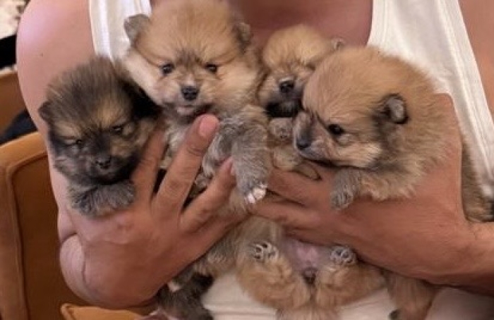 Spitz nain Poméranie