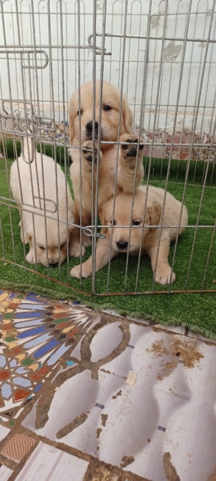 Golden retriever 🔥