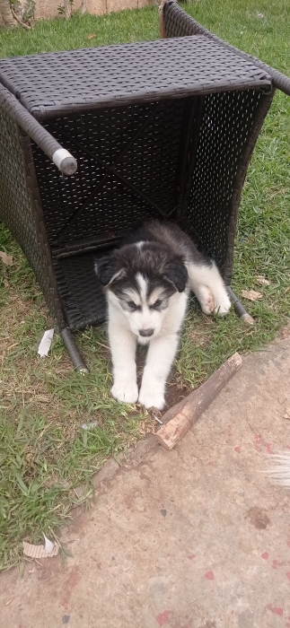 Donne chiot husky femelle