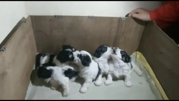 Bichon havanais panda