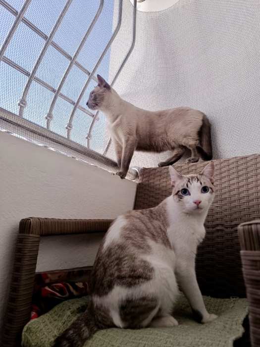 Chat mâle à adopter