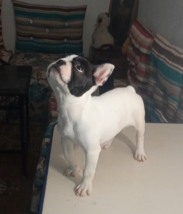 Bouledogue français