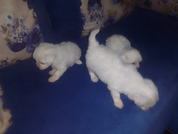Chiot bichon