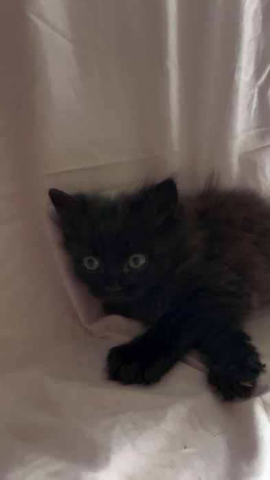 Chat British longhair