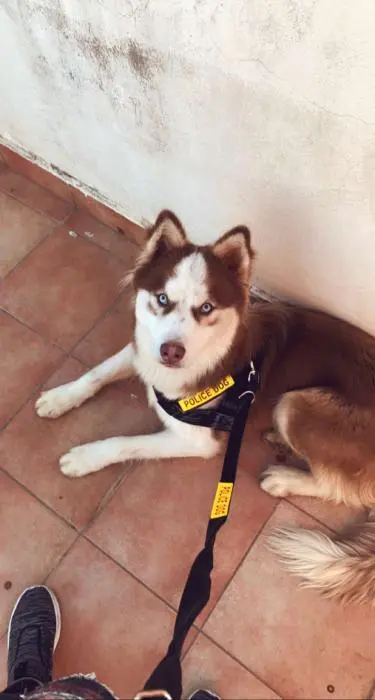 husky à vendre