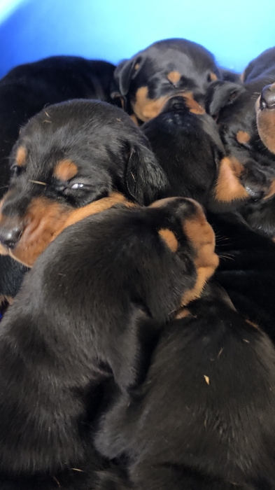 Doberman des chiot