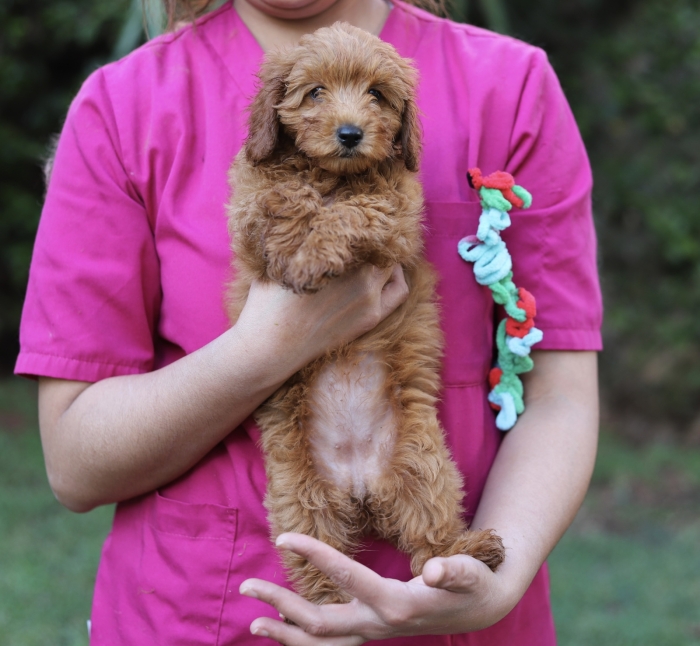 Poodles mini pedigree