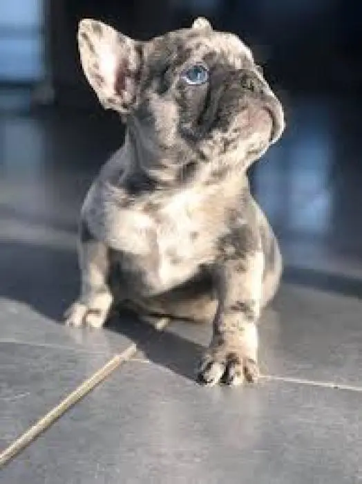 Bouledogue français exotique femelle